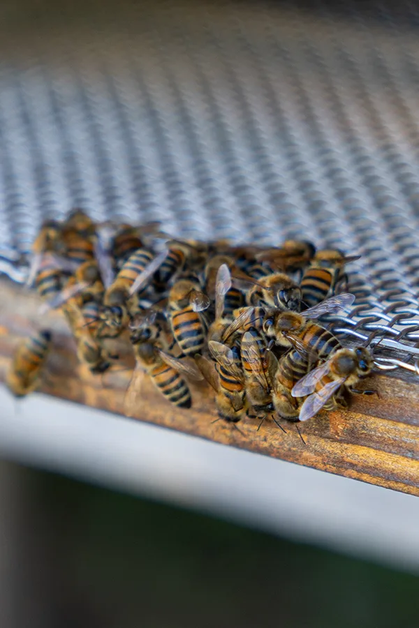 photo reportage apiculture