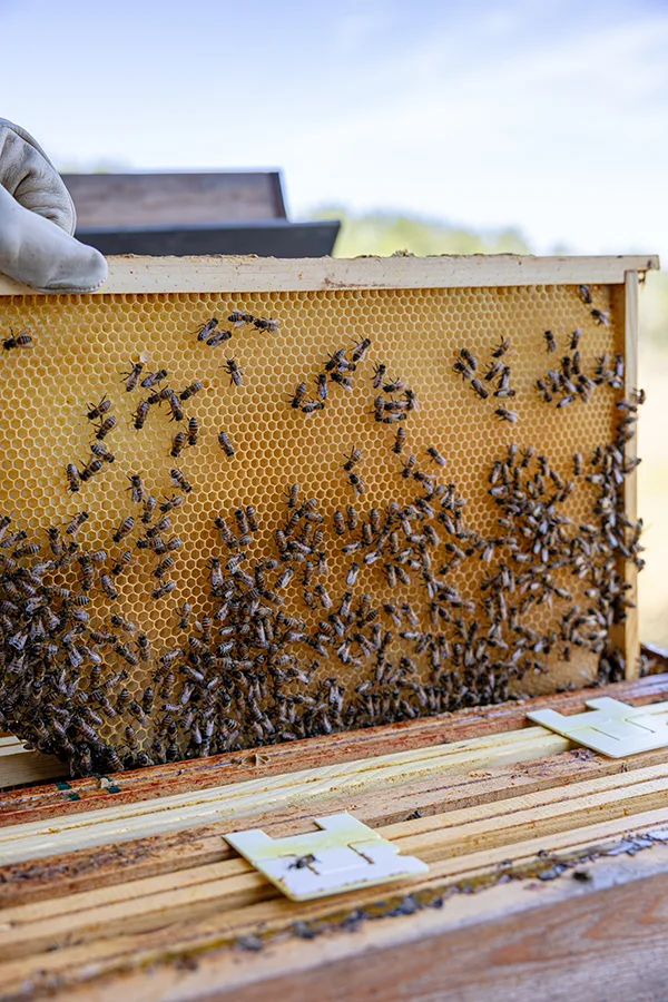 photo reportage apiculture