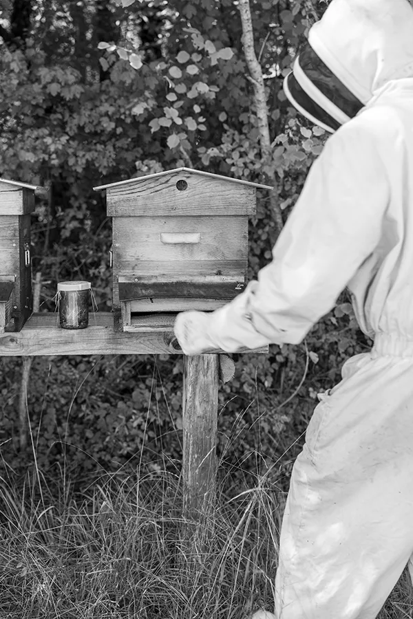 photo reportage apiculture